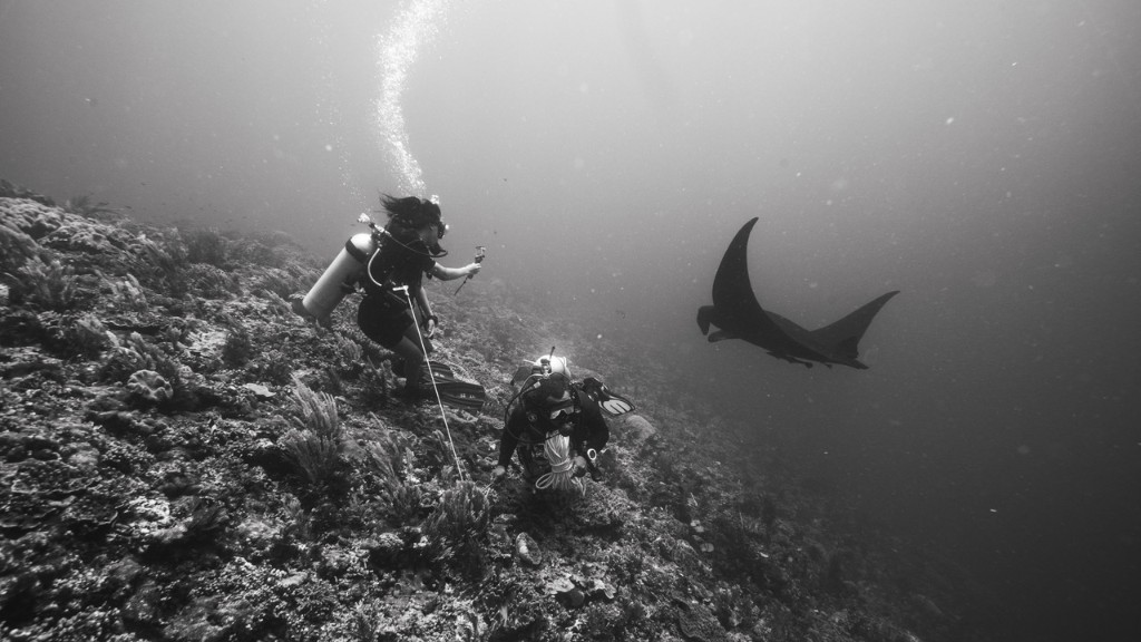 Scuba divers swimming near a manta ray over a coral reef