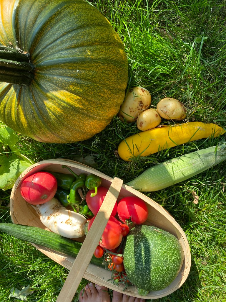 Summer vegetable harvest laid out on the lawn